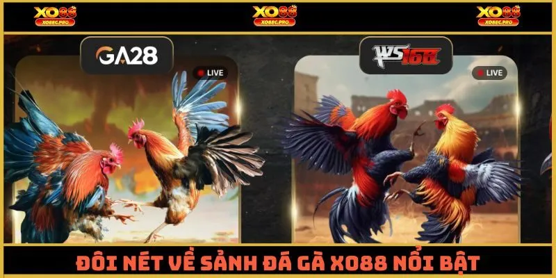 Đôi nét về sảnh đá gà XO88 nổi bật