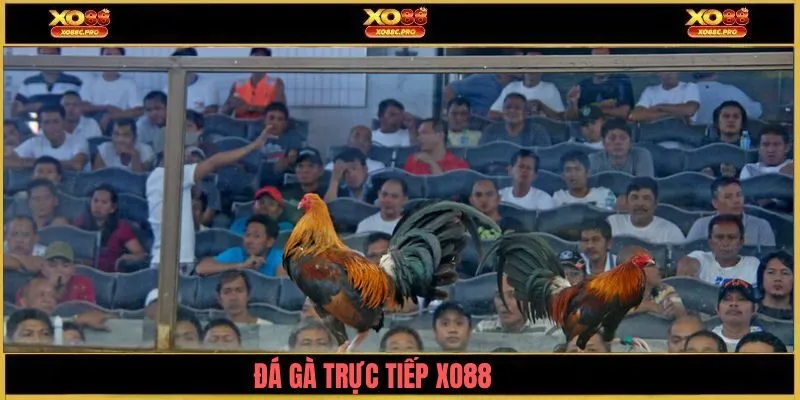 da-ga-truc-tiep-xo88