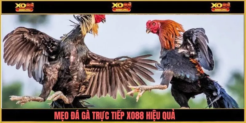 Top mẹo chơi đá gà trực tiếp XO88