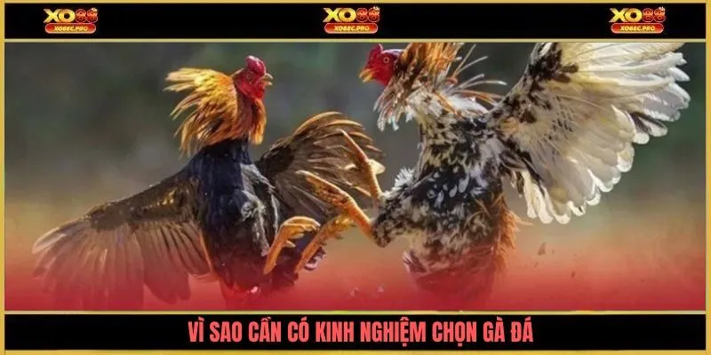 Vì sao cần có kinh nghiệm chọn gà đá